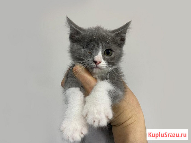 Они обездолены с рождения! Маленькие котята ищут дом Санкт-Петербург - изображение 2