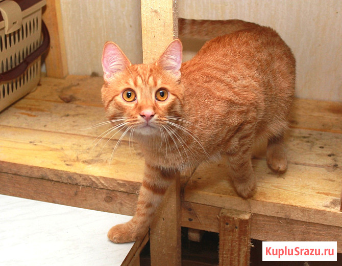 Рыжий Серафим, юный котик в добрые руки Калуга - изображение 2