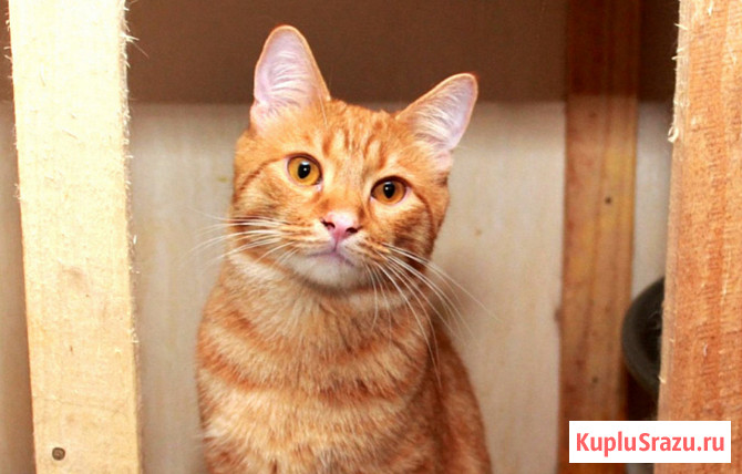 Рыжий Серафим, юный котик в добрые руки Калуга - изображение 1