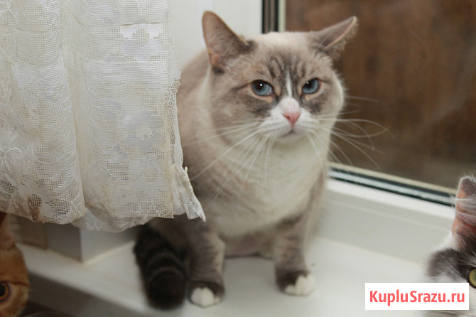 Голубоглазая Ляля ищет дом. Кошка в добрые руки Калуга - изображение 3