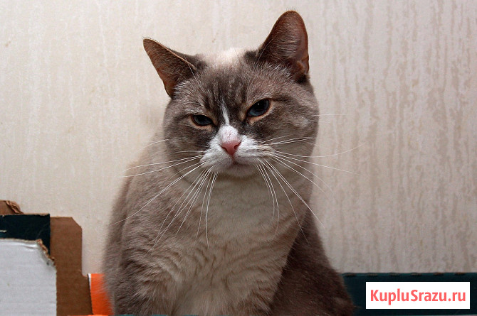 Голубоглазая Ляля ищет дом. Кошка в добрые руки Калуга - изображение 4