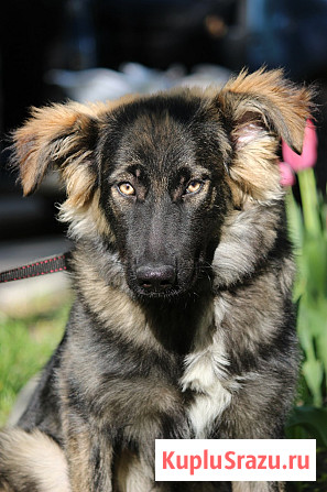 Щенок-девочка Элис в добрые руки Москва - изображение 4