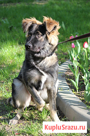 Щенок-девочка Элис в добрые руки Москва - изображение 3