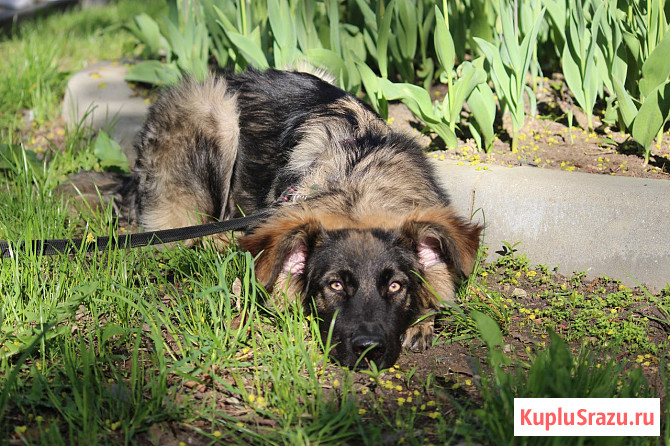 Щенок-девочка Элис в добрые руки Москва - изображение 2