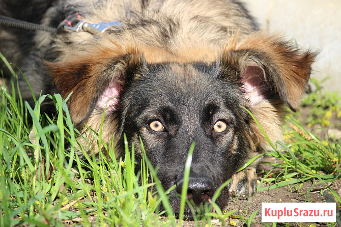 Щенок-девочка Элис в добрые руки Москва - изображение 1