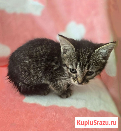 Нежные, трогательные котята-малыши, мальчики и девочки в добрые руки Москва - изображение 3