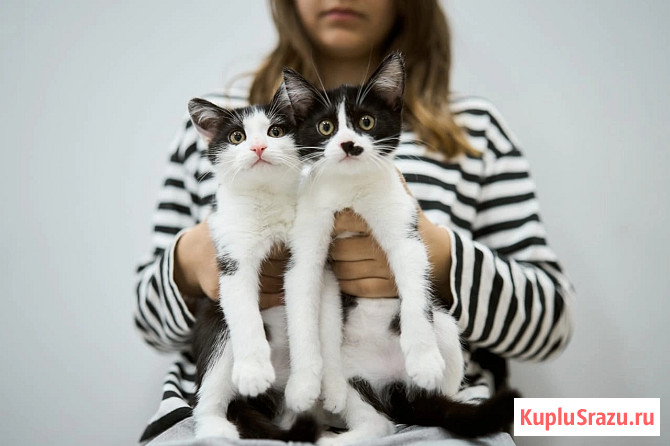 Котята брат и сестра в добрые руки Москва - изображение 3
