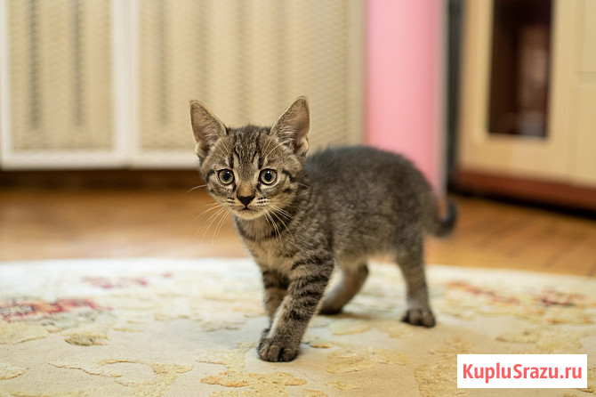 Котенок-мальчик крошка Спрайт в добрые руки Москва - изображение 1