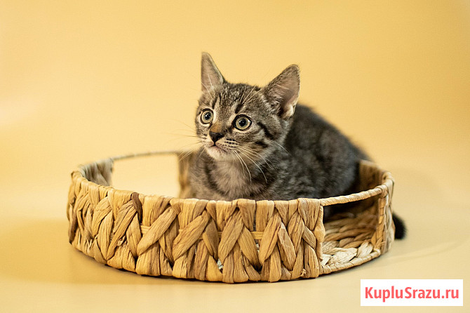 Котенок-мальчик крошка Спрайт в добрые руки Москва - изображение 2