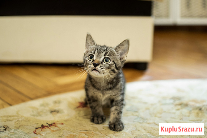 Котенок-мальчик крошка Спрайт в добрые руки Москва - изображение 3