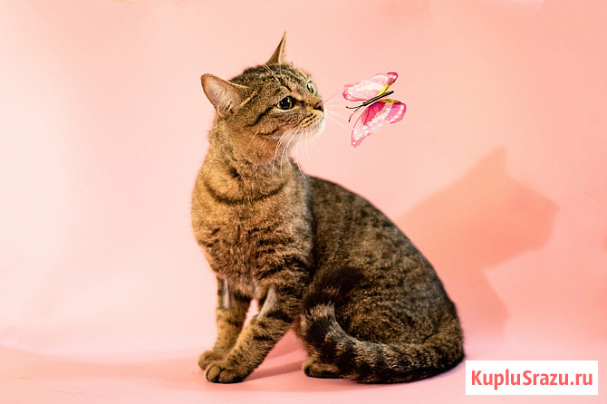 Трогательная кошка Миринда в добрые руки Москва - изображение 3
