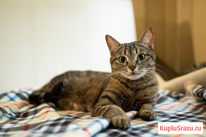 Трогательная кошка Миринда в добрые руки Москва - изображение 1