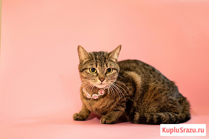 Трогательная кошка Миринда в добрые руки Москва - изображение 4