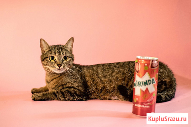 Трогательная кошка Миринда в добрые руки Москва - изображение 2