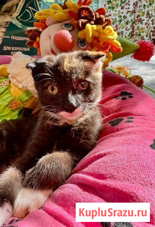 Чудеснейшая кото-девочка в добрые руки Москва - изображение 1