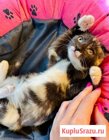 Чудеснейшая кото-девочка в добрые руки Москва - изображение 4