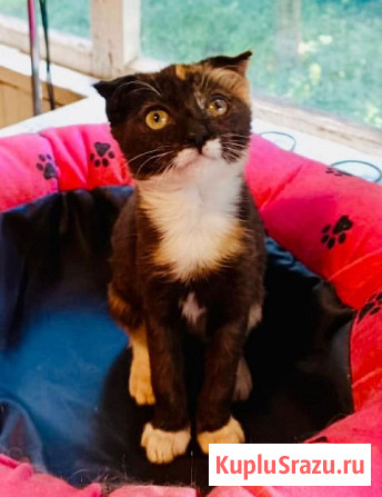 Чудеснейшая кото-девочка в добрые руки Москва - изображение 2