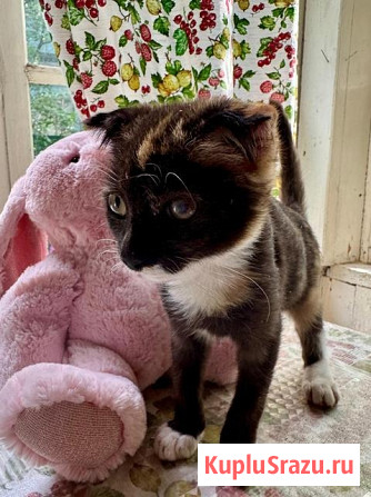 Чудеснейшая кото-девочка в добрые руки Москва - изображение 3