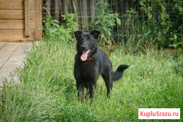 Собака Дочка в добрые руки Москва - изображение 1