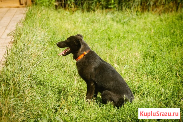 Собака Дочка в добрые руки Москва - изображение 3