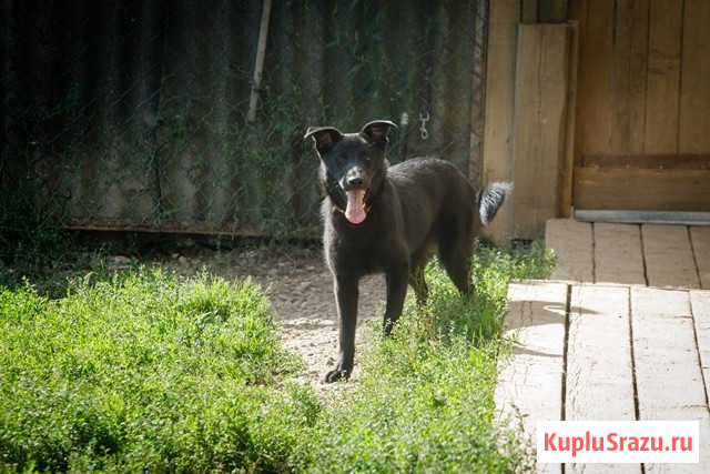 Собака Дочка в добрые руки Москва - изображение 4