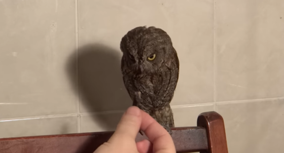 Сова сплюшка карликовая Москва