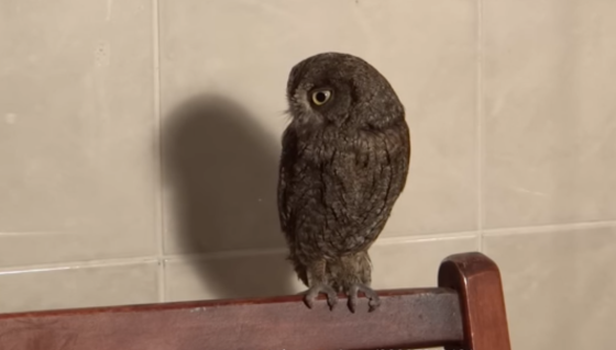 Сова сплюшка карликовая Москва