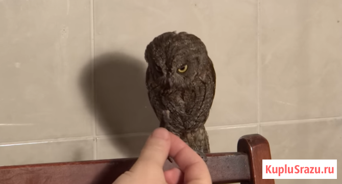 Сова сплюшка карликовая Москва - изображение 1