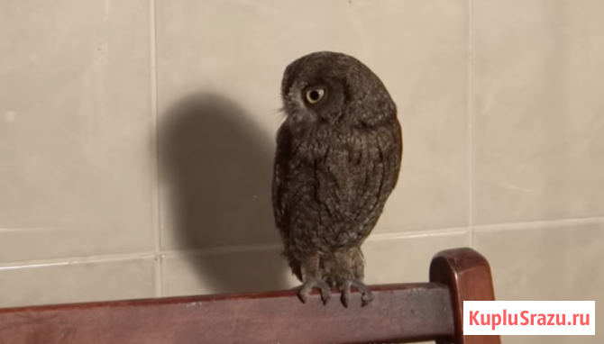 Сова сплюшка карликовая Москва - изображение 2