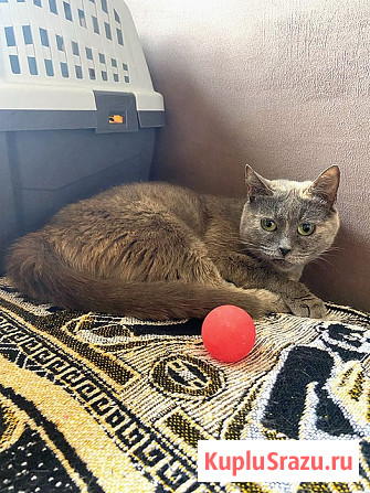 Невероятно ласковая кошечка Гайка, метис Русской голубой в дар Москва - изображение 2