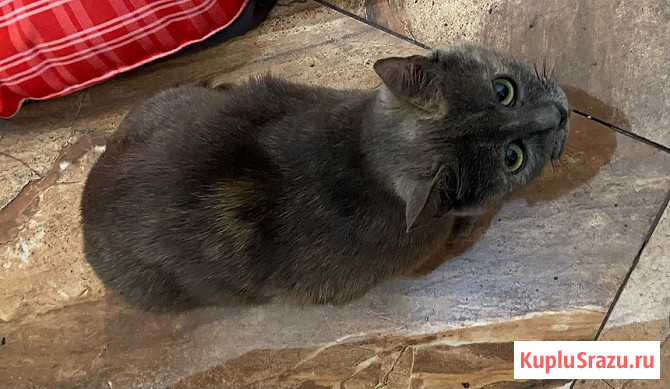 Невероятно ласковая кошечка Гайка, метис Русской голубой в дар Москва - изображение 4