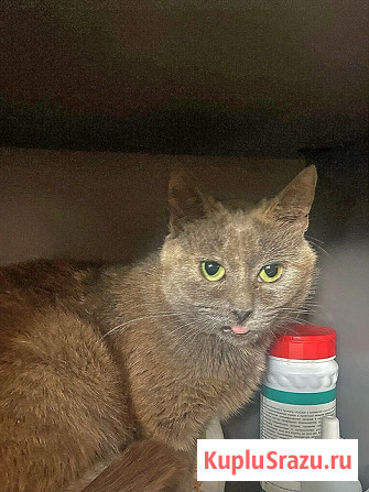 Невероятно ласковая кошечка Гайка, метис Русской голубой в дар Москва - изображение 1
