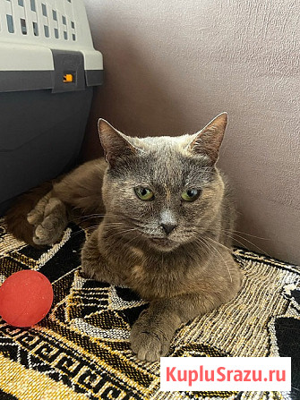 Невероятно ласковая кошечка Гайка, метис Русской голубой в дар Москва - изображение 3
