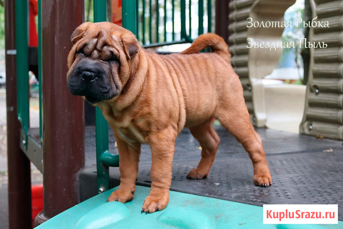 Щенок шар-пея девочка Москва - изображение 3