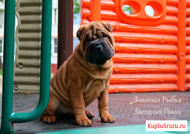 Щенок шар-пея девочка Москва - изображение 2