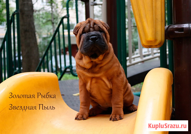 Щенок шар-пея девочка Москва - изображение 1