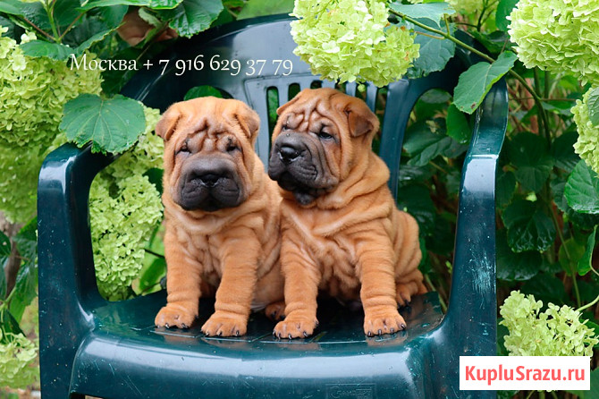 Щенки шар-пея Москва - изображение 1