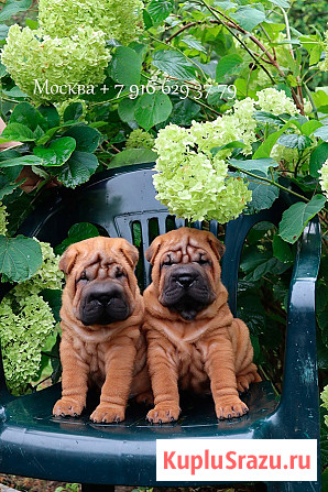 Щенки шар-пея Москва - изображение 2