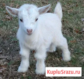 Козлята зааненские Воротынец - изображение 1