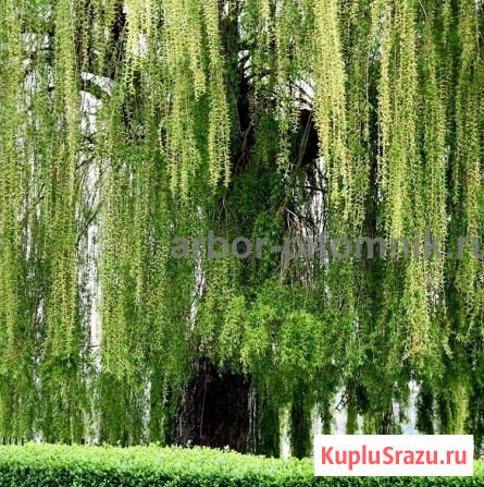 Крупномеры в Москве и Подмосковье с доставкой и посадкой Москва - изображение 1