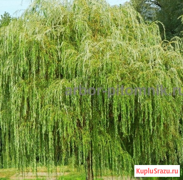 Крупномеры в Москве и Подмосковье с доставкой и посадкой Москва - изображение 4