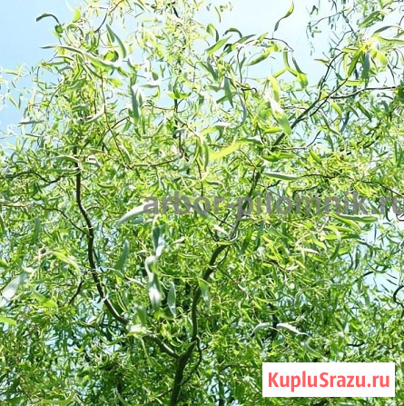 Крупномеры в Москве и Подмосковье с доставкой и посадкой Москва - изображение 2