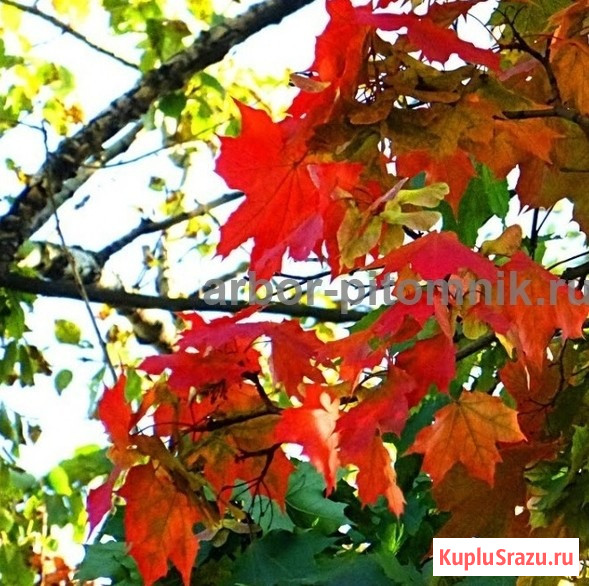 Крупномеры в Москве и Подмосковье с доставкой и посадкой Москва - изображение 3