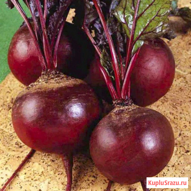 Поставки сезонного урожая свеклы оптом по Алтайскому краю Барнаул - изображение 1