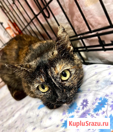 В добрые руки черепаховая кошечка Муся Москва - изображение 4