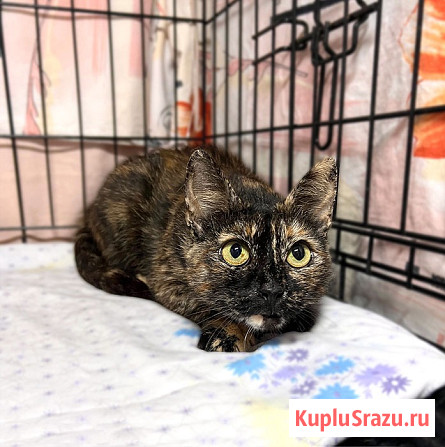 В добрые руки черепаховая кошечка Муся Москва - изображение 2