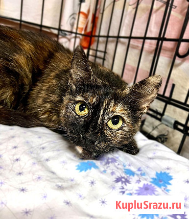 В добрые руки черепаховая кошечка Муся Москва - изображение 3