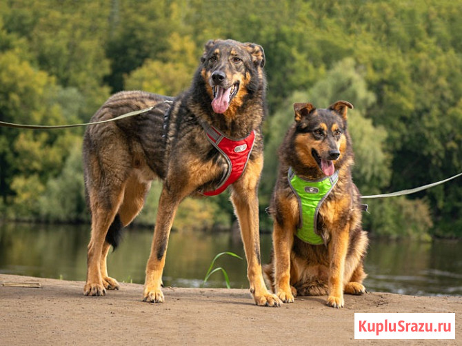 Ищем дом для двух неразлучных сердец Коннора и Лизы Москва - изображение 1