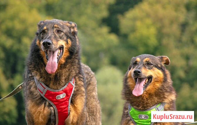 Ищем дом для двух неразлучных сердец Коннора и Лизы Москва - изображение 4