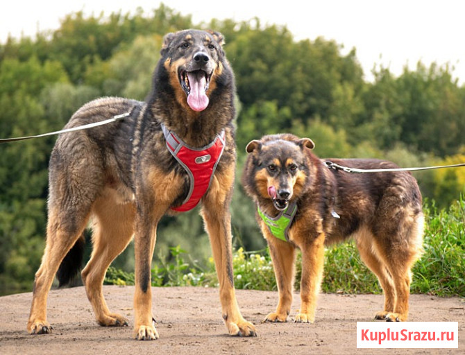 Ищем дом для двух неразлучных сердец Коннора и Лизы Москва - изображение 3